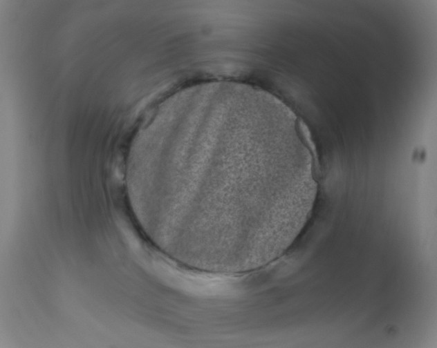 X0000110960040200907022231