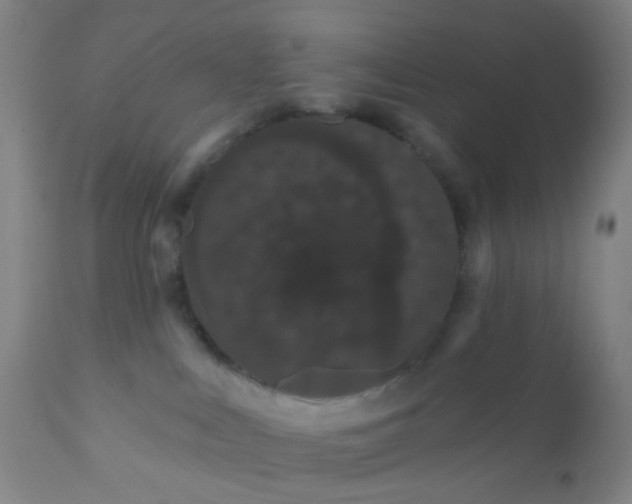 X0000110960043200907022231