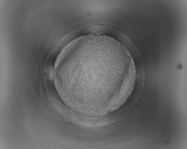 X0000110960046200907022231