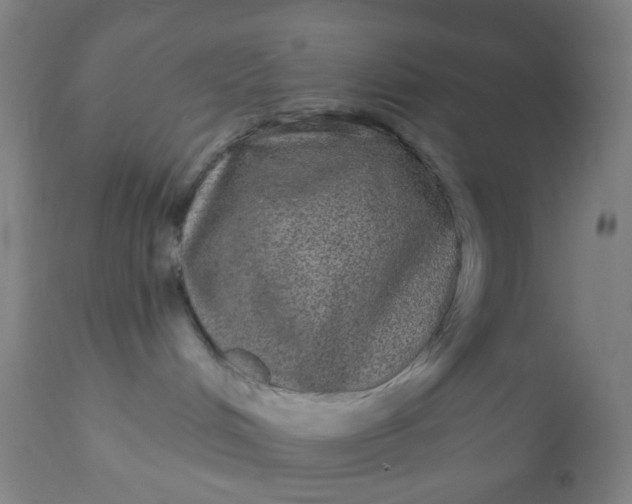 X0000110960048200907022231