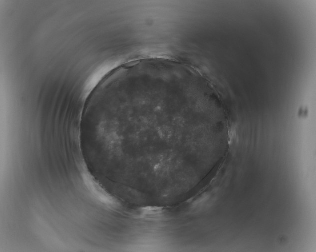 X0000110960052200907022231