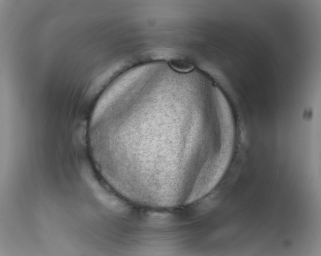 X0000110960066200907022231