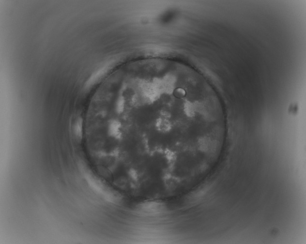 X0000110960067200907022231