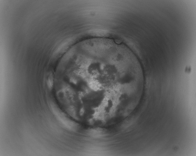 X0000110960069200907022231