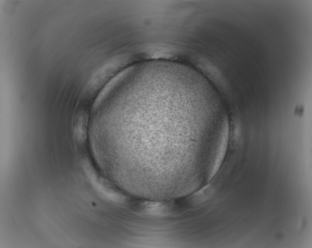 X0000110960074200907022231