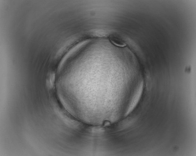 X0000110960075200907022231