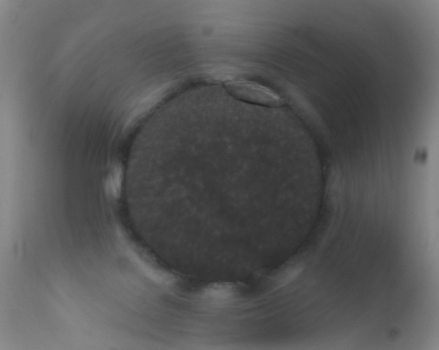 X0000110960076200907022231