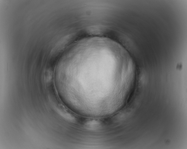 X0000110960081200907022231