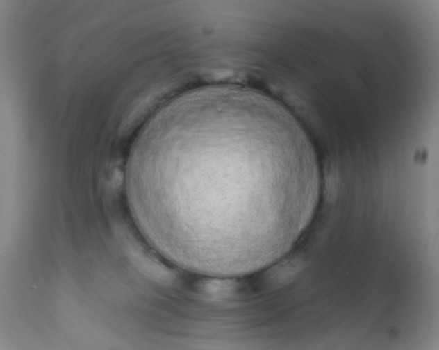 X0000110960085200907022231