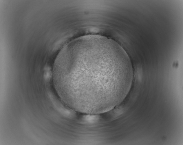 X0000110960135200907022230