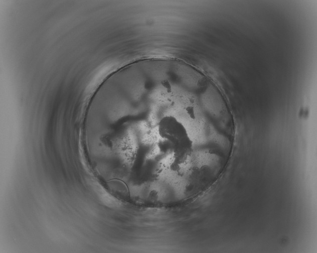 X0000110960145200907022229