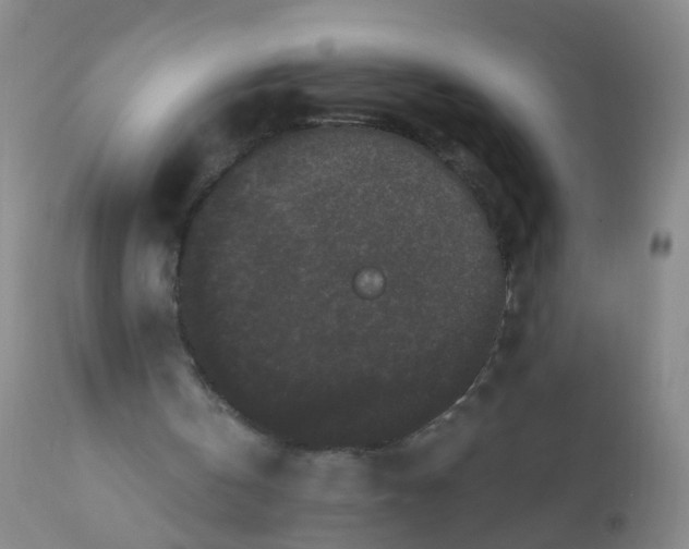 X0000110960146200907022229