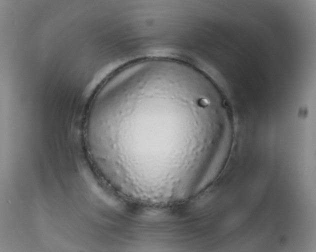 X0000110960155200907022229