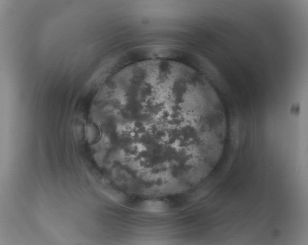 X0000110960169200907022229