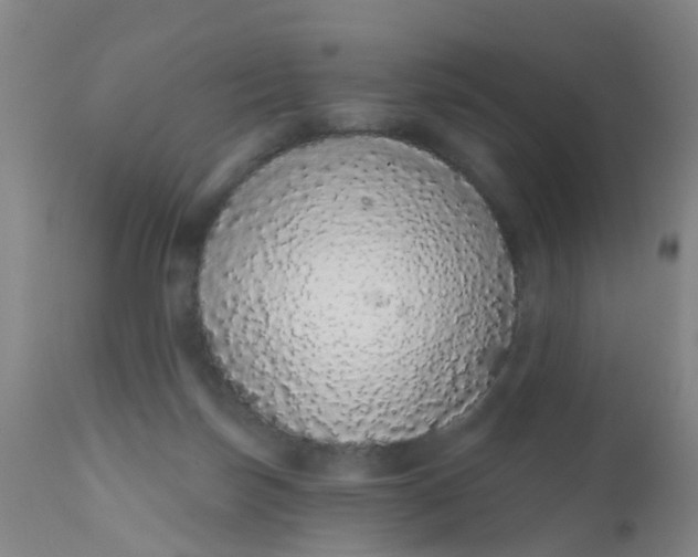 X0000110960171200907022230