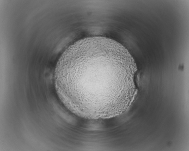 X0000110960179200907022230