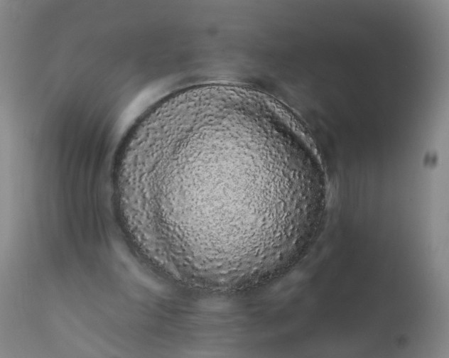 X0000110960198200907022229