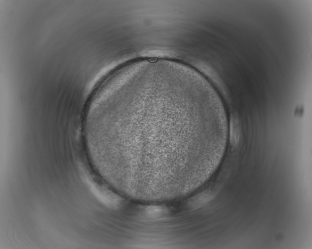 X0000110960204200907022229