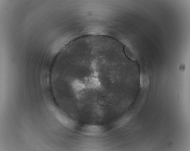 X0000110960205200907022229