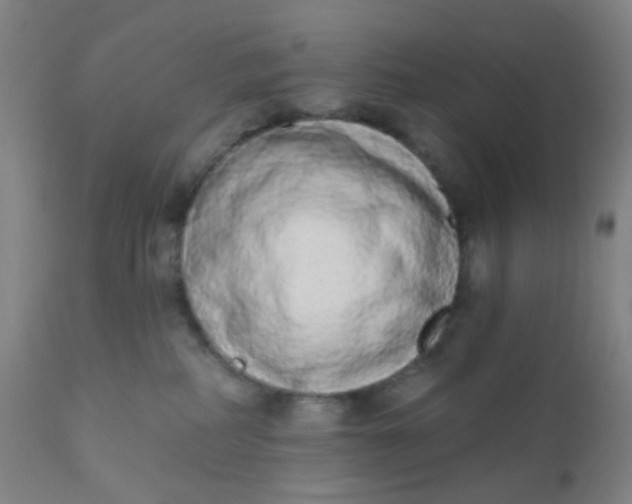 X0000110960234200907022228