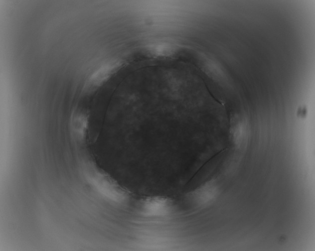 X0000110960235200907022228