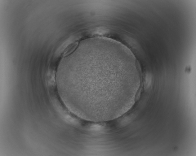 X0000110960236200907022228