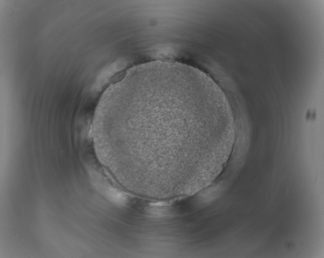 X0000110960240200907022228