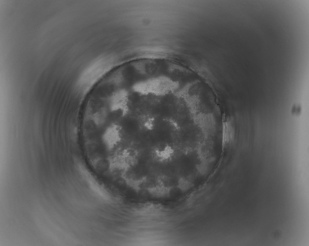 X0000110960243200907022227