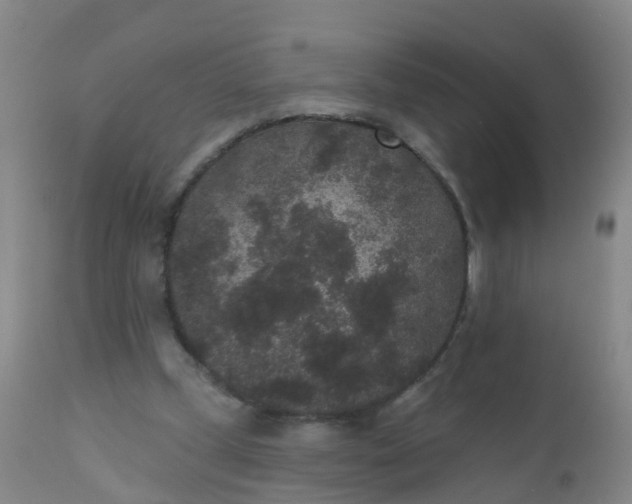 X0000110960249200907022227