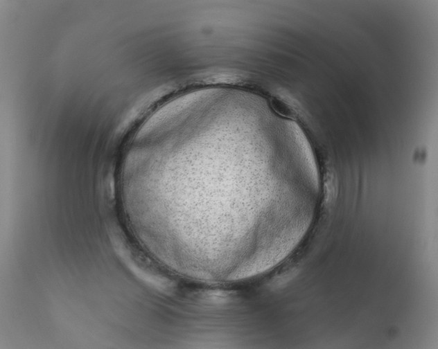 X0000110960254200907022228