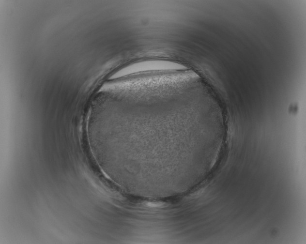 X0000110960260200907022228