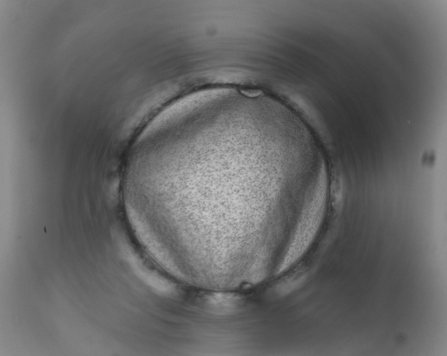 X0000110960261200907022228