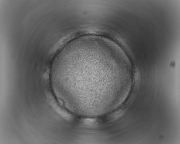 X0000110960265200907022228