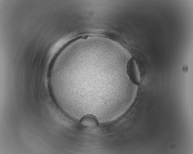 X0000110960294200907022227