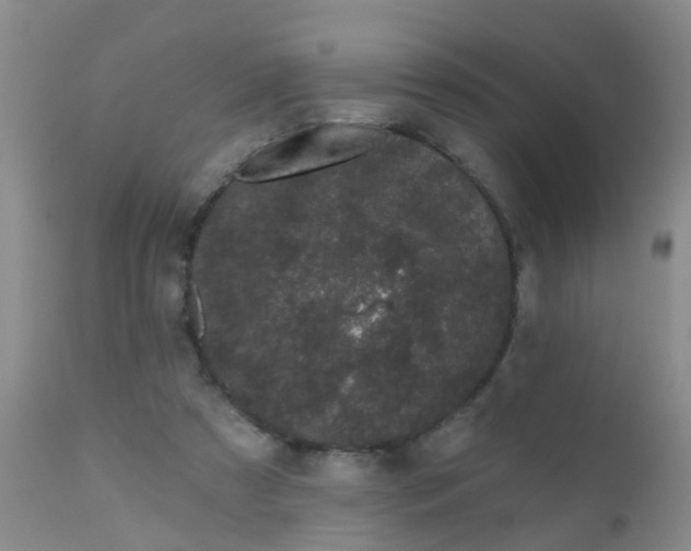 X0000110960305200907022227