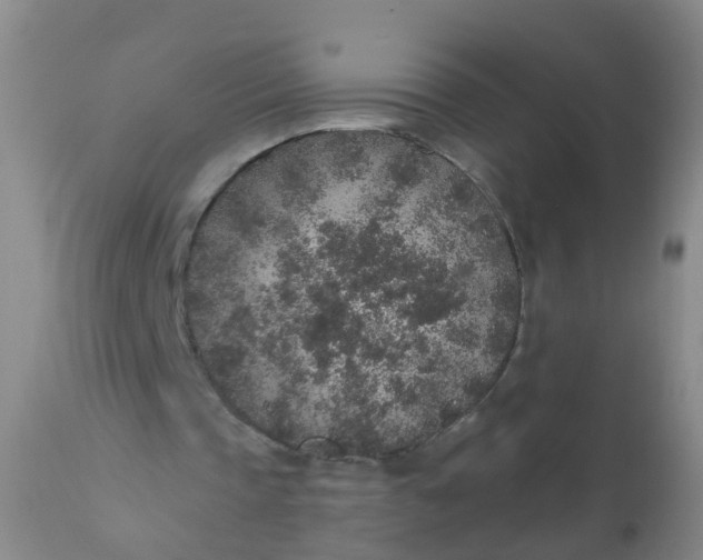 X0000110960337200907022226