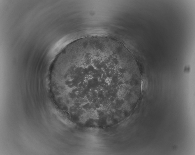 X0000110960339200907022226