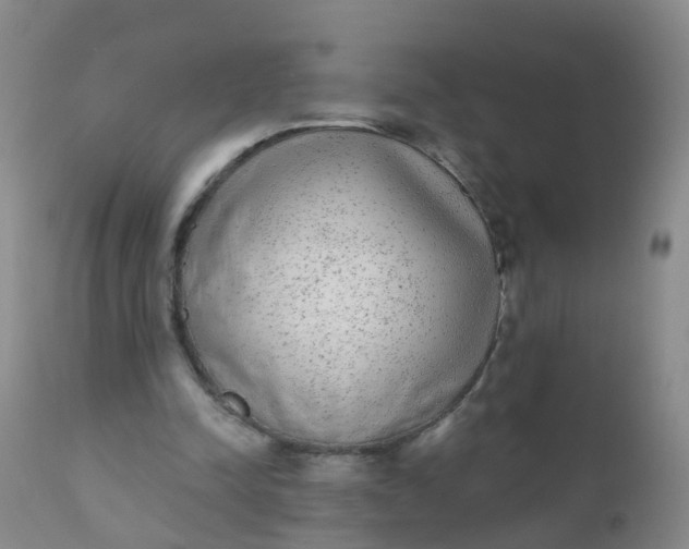 X0000110960342200907022226