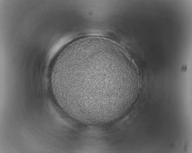 X0000110960343200907022226