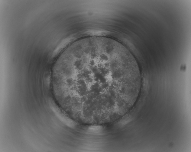 X0000110960357200907022226