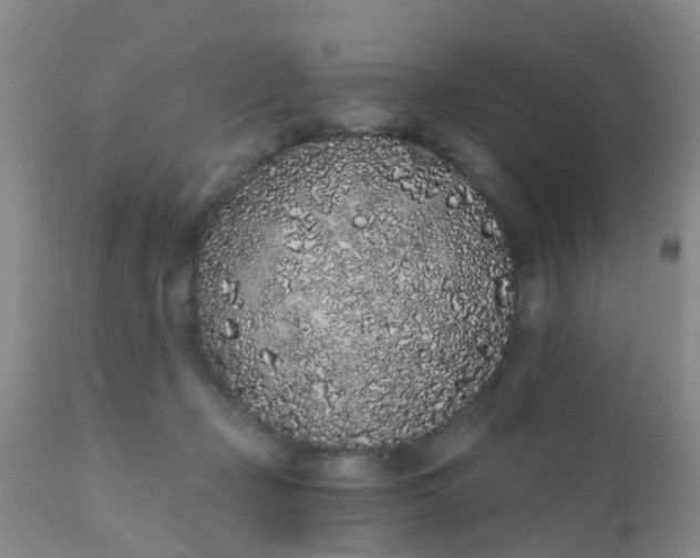 X0000110960365200907022226