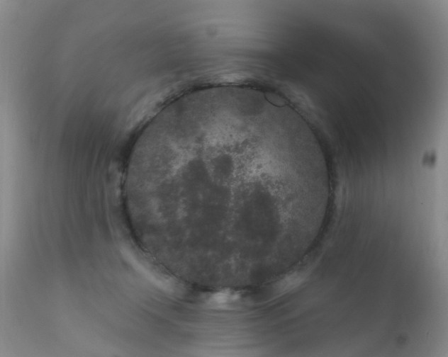 X0000110960366200907022226