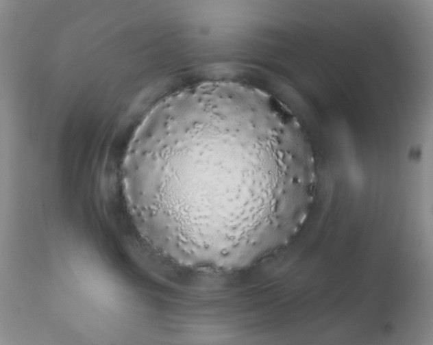 X0000110960381200907022227