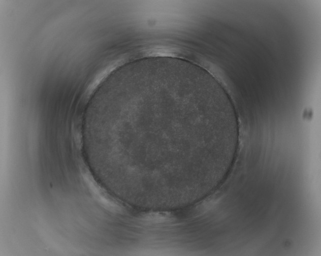 X0000110960386200907022226