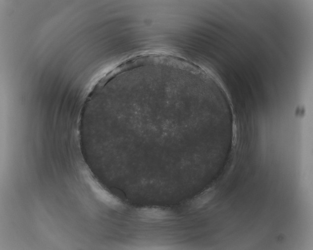 X0000110960389200907022226