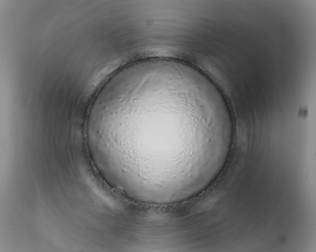 X0000110960394200907022226