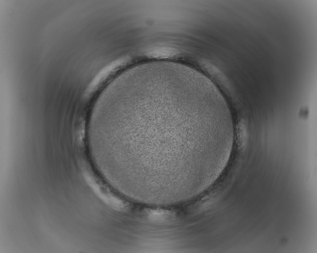 X0000110960400200907022225