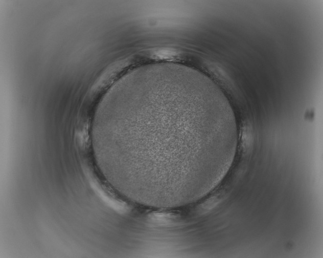 X0000110960408200907022225