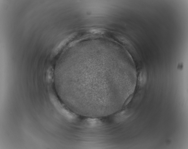 X0000110960424200907022225