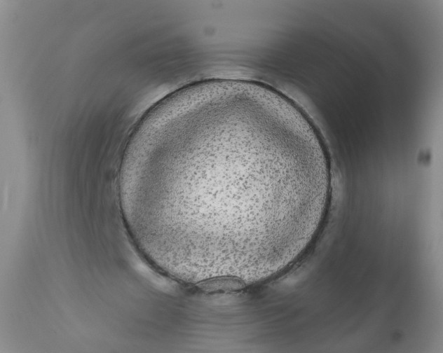 X0000110960433200907022224